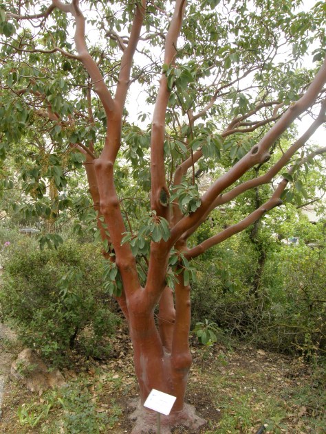 Arbutus Andrachne